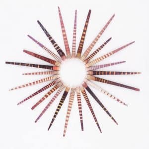 Tiger Urchin Spines