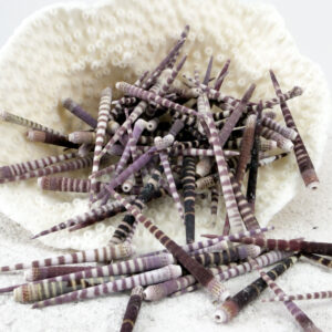 Tiger Sea Urchin Spines