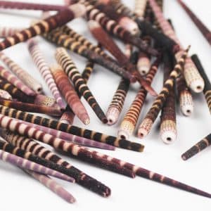Tiger Urchin Spines