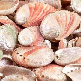 Haliotis (Abalone) rufescens semi-pearled shells
