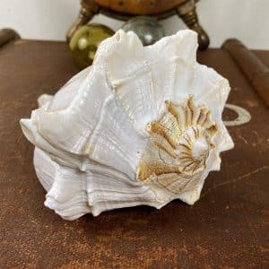 Busycon Perversum (Large Whelk) Natural shell