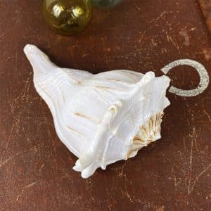 Busycon Perversum (Large Whelk) Natural shell