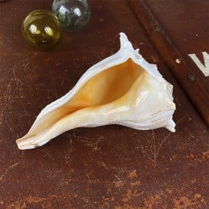 Busycon Perversum (Large Whelk) Natural shell