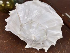 Busycon Perversum (Large White Whelk) White shell
