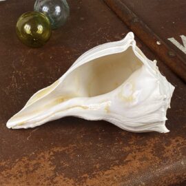 Busycon Perversum (Large White Whelk) White shell
