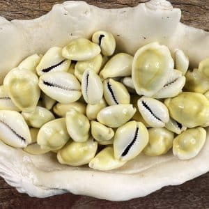 Large Cypraea Moneta (Cowrie) shells