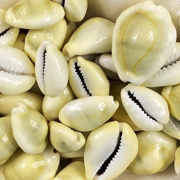 Large Cypraea Moneta (Cowrie) shells