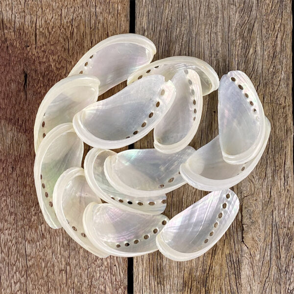Haliotis Asinina White pearled abalone shell