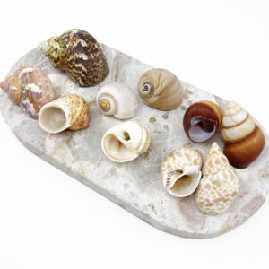 Hermit Crab Shells Large size