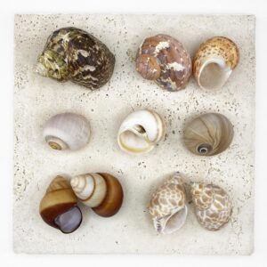 Hermit Crab Shells Large size