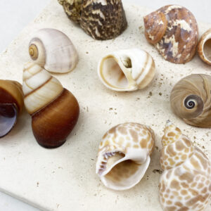 Hermit Crab Shells Large size
