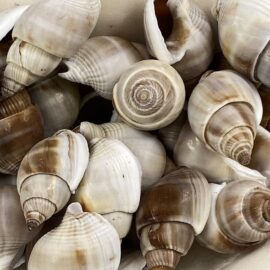 Nassarius Dorsatus shells
