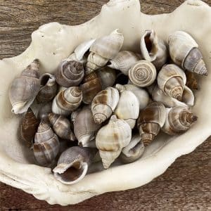 Nassarius Dorsatus shells