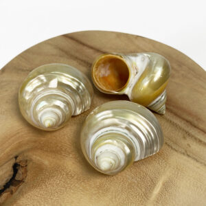 Turbo Chrysostomus Pearled shell