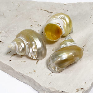 Turbo Chrysostomus Pearled shell
