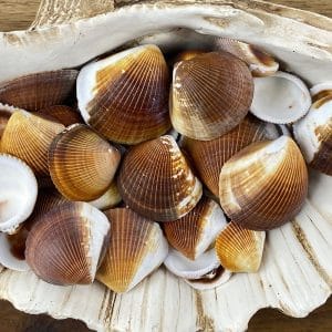 Brown Cockles