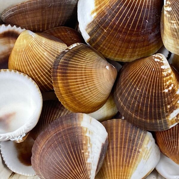 Brown Cockles