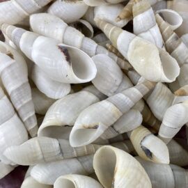 Fuanus Ater shells