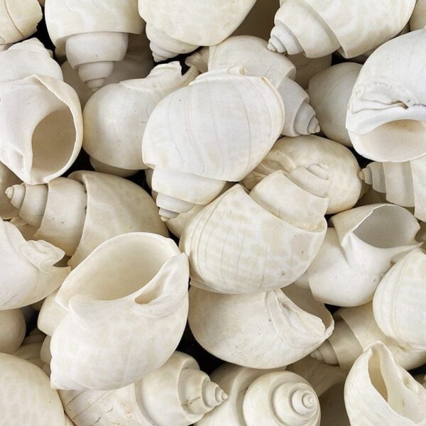 Babylonia Spirata White shells