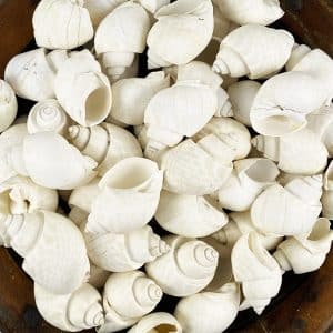 Babylonia Spirata White shells
