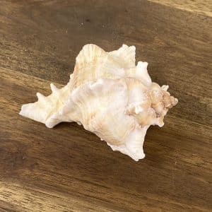 Murex Virgineus shell