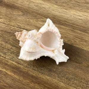 Murex Virgineus shell