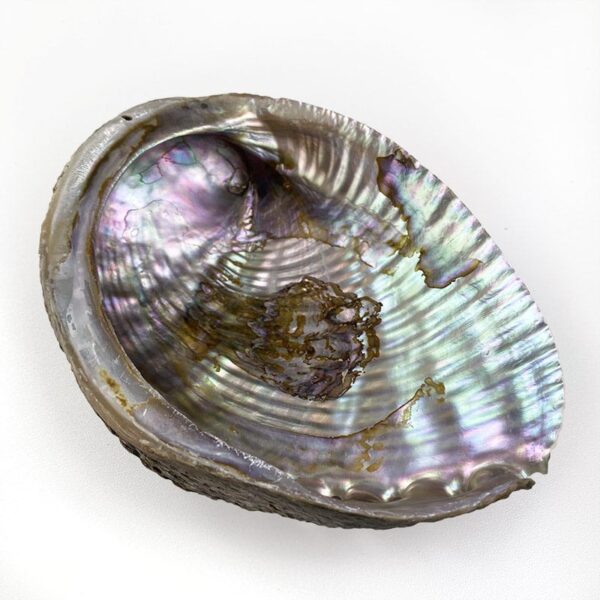 Haliotis Fulgens Natural shells