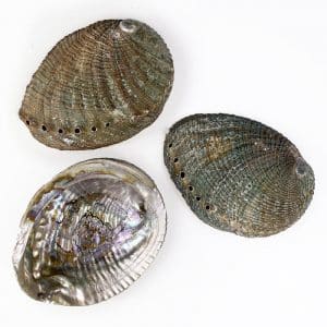Haliotis Fulgens Natural shells