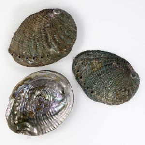 Haliotis Fulgens Natural shells