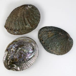 Haliotis Fulgens Natural shells