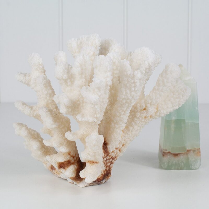 Pocillopora Coral Specimen CECPL2-1-1