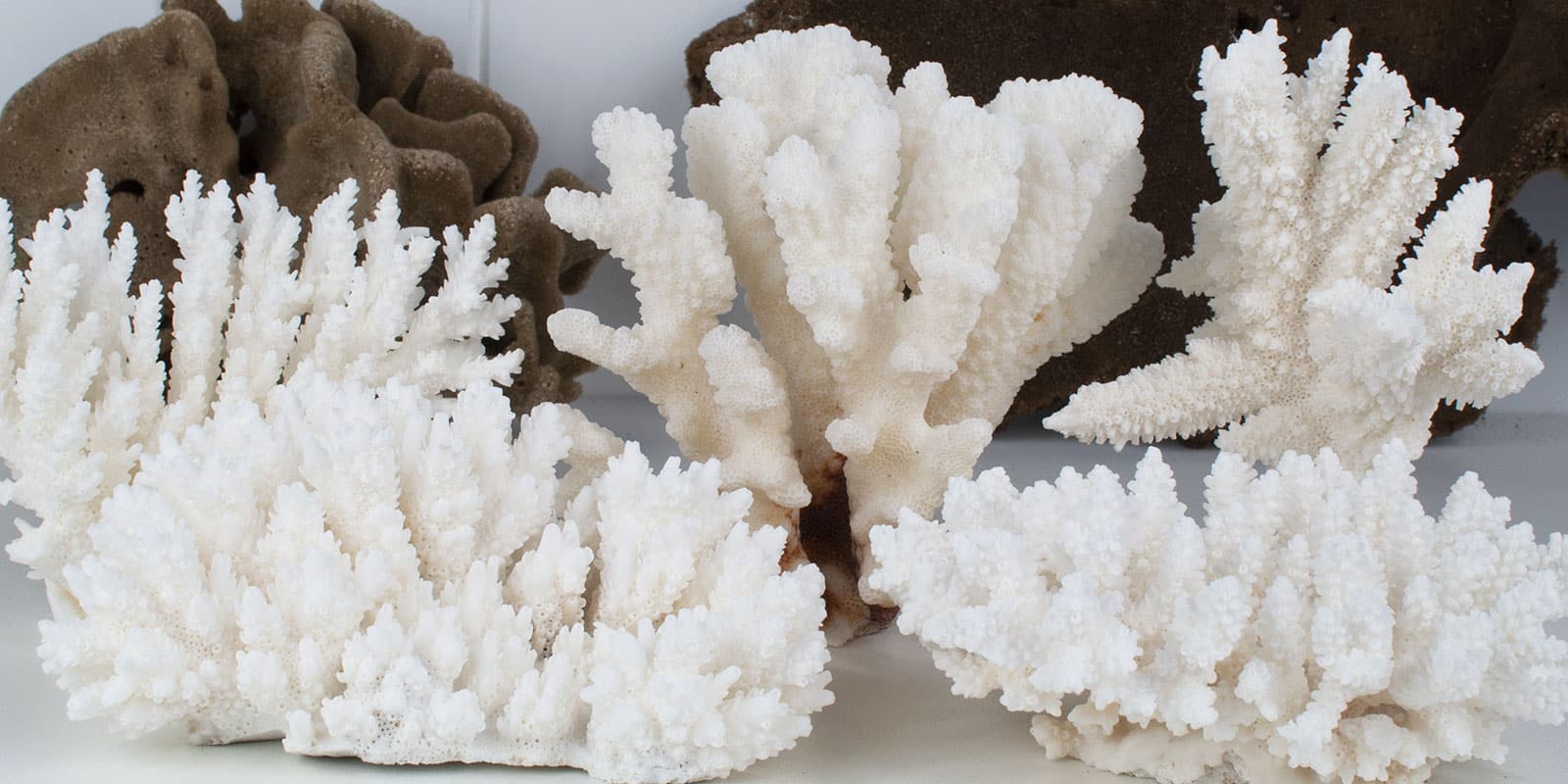 Sustainably Sourced Coral
