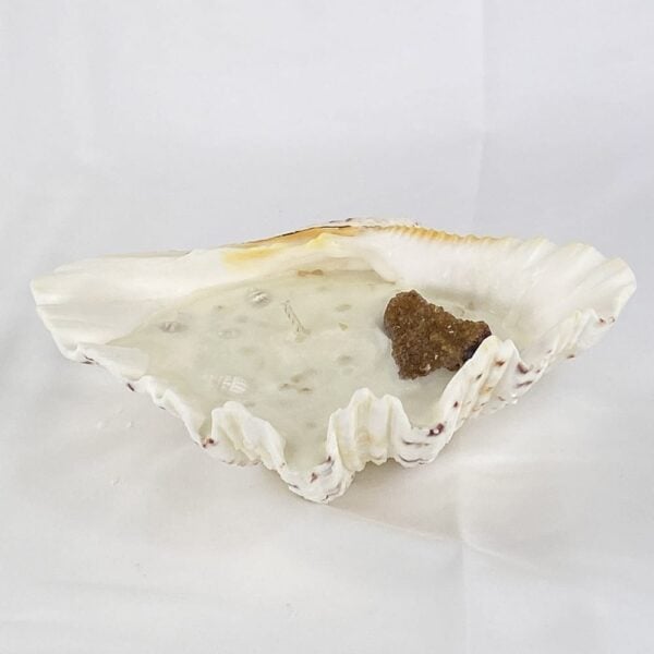 Clam Candle Medium Citrine #1