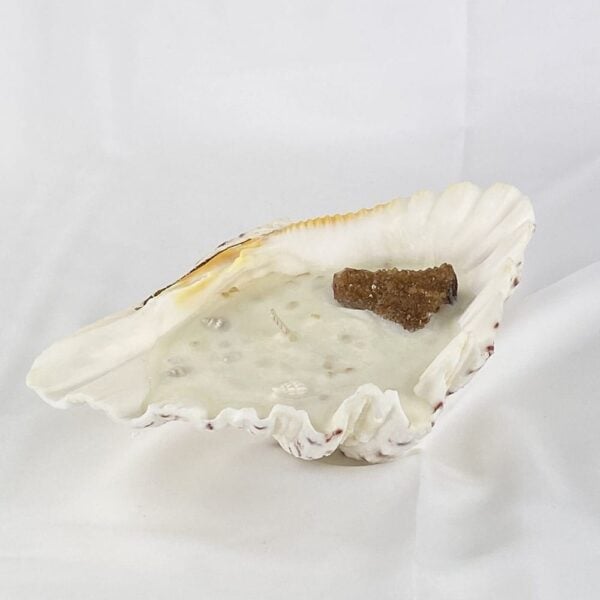Clam Candle Medium Citrine #1