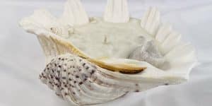 Clam Shell Candles