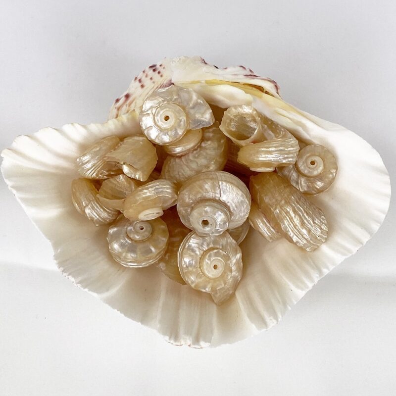 Angaria Delphinus Pearled shells