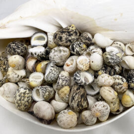 Neritas Mixed colour shells