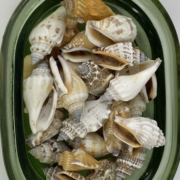 Strombus Urceus bulk shells