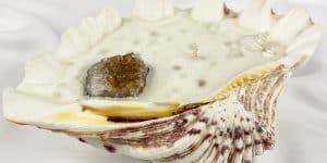 Clam Shell Candles