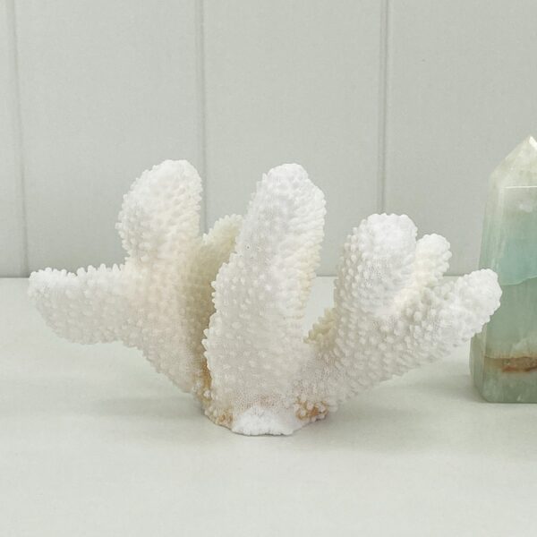 Pocillopora Coral Specimen