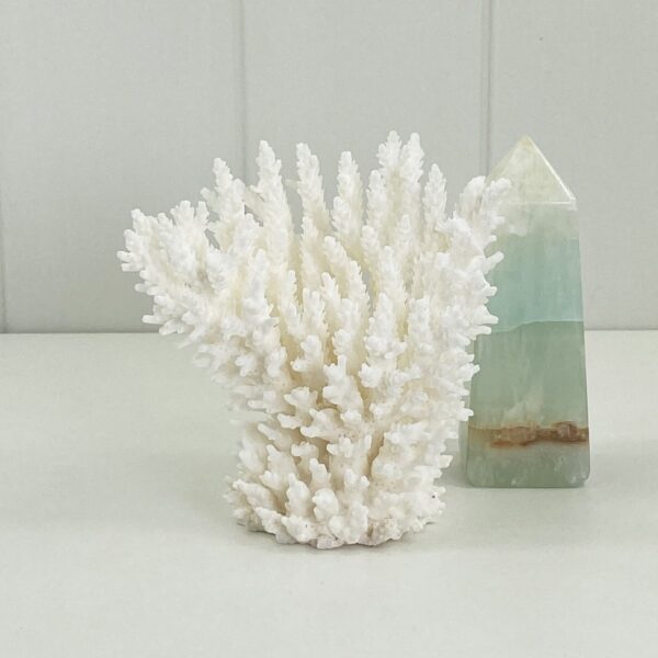 Acropora Coral Specimen