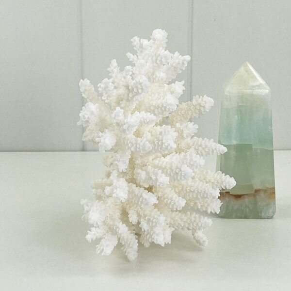 Acropora Coral Specimen