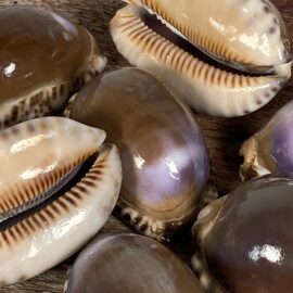 Cowrie Brown with Purple Flash