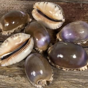Cowrie Brown with Purple Flash