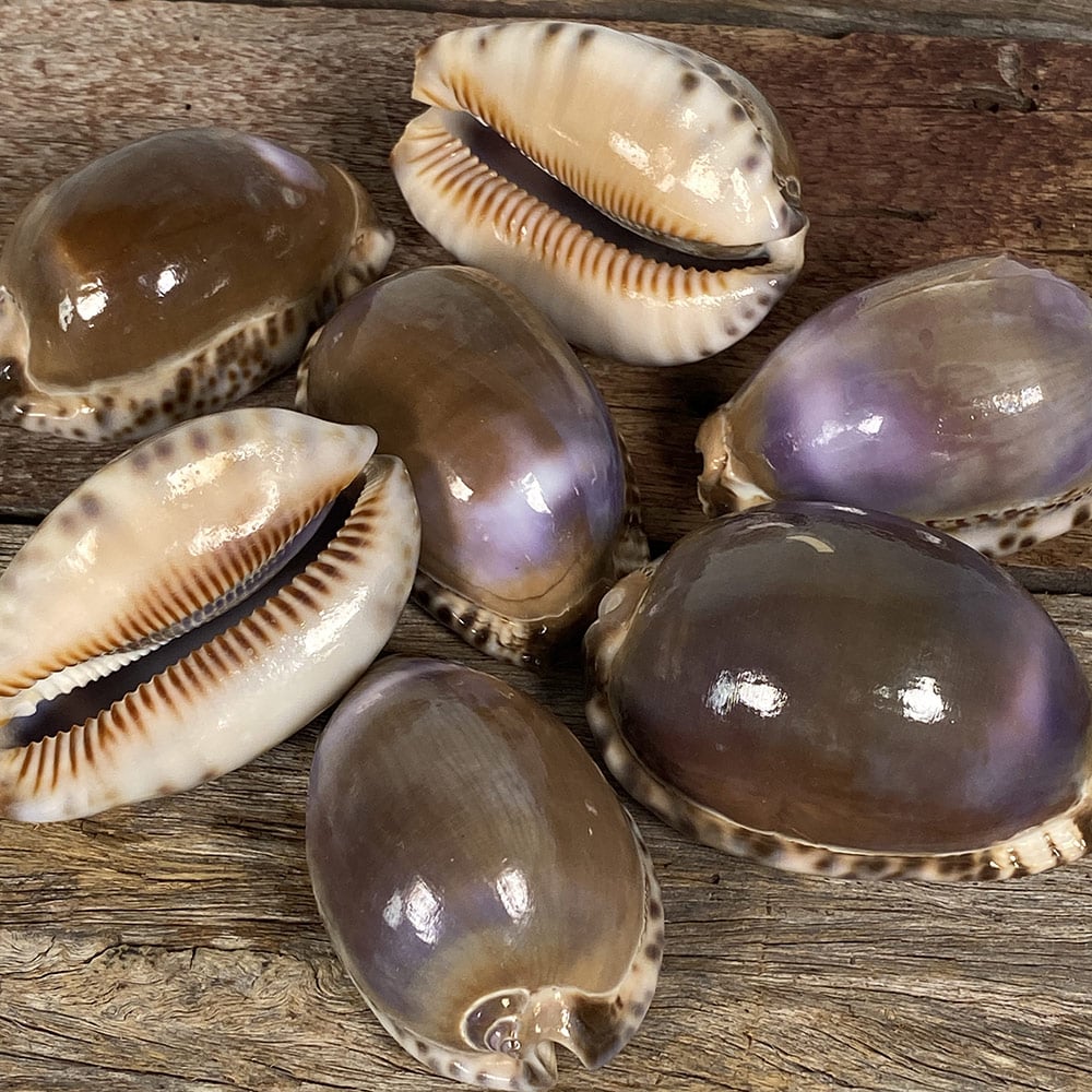 Cowrie Brown with Purple Flash - Simply Shells