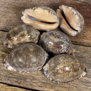 Cypraea Arabica