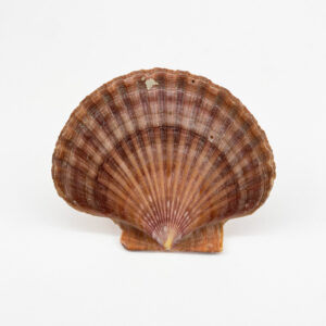 Pecten Vogdesi Flat Half