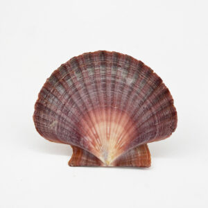 Pecten Vogdesi Flat Half