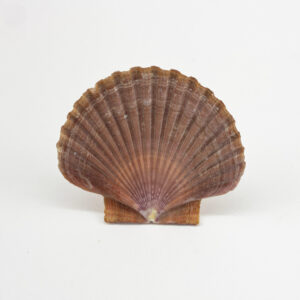 Pecten Vogdesi Flat Half