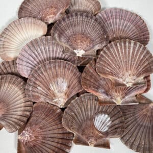Pecten Vogdesi Flat Half